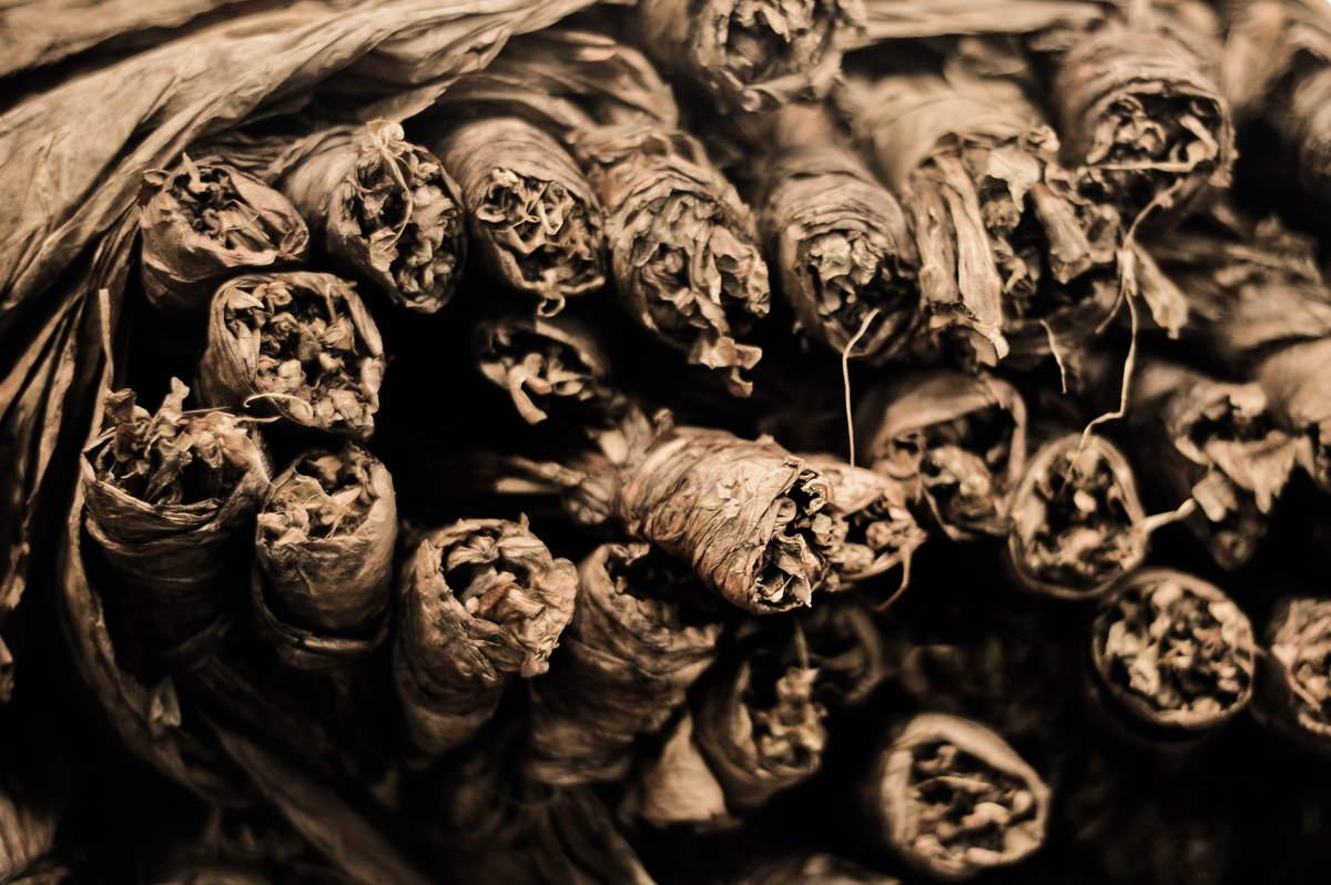 Handmade cigars laid out at the Tabacalera de García factory, Dominican Republic