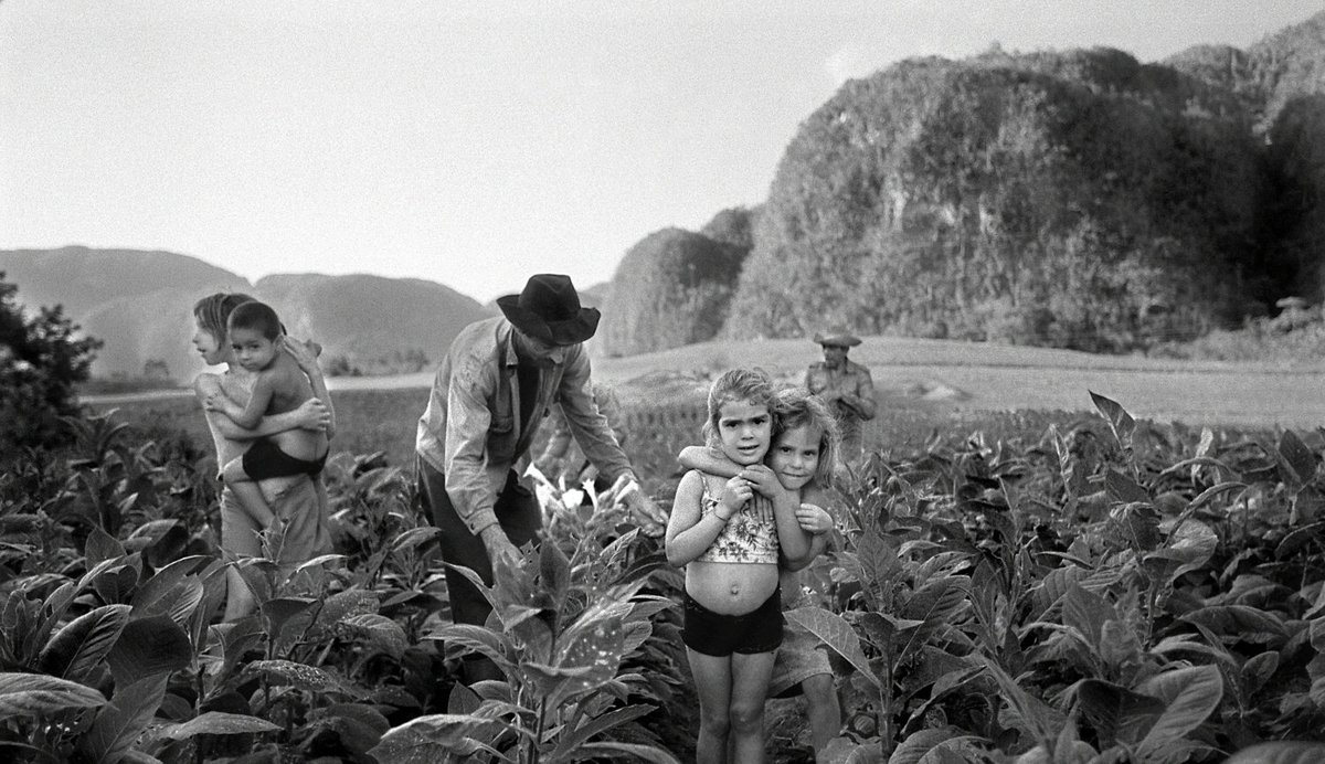 Tobacco field in the Vuelta Abajo region of Pinar del Río, Cuba